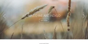 Discover the Viva Themes Indigo WordPress Theme— a versatile